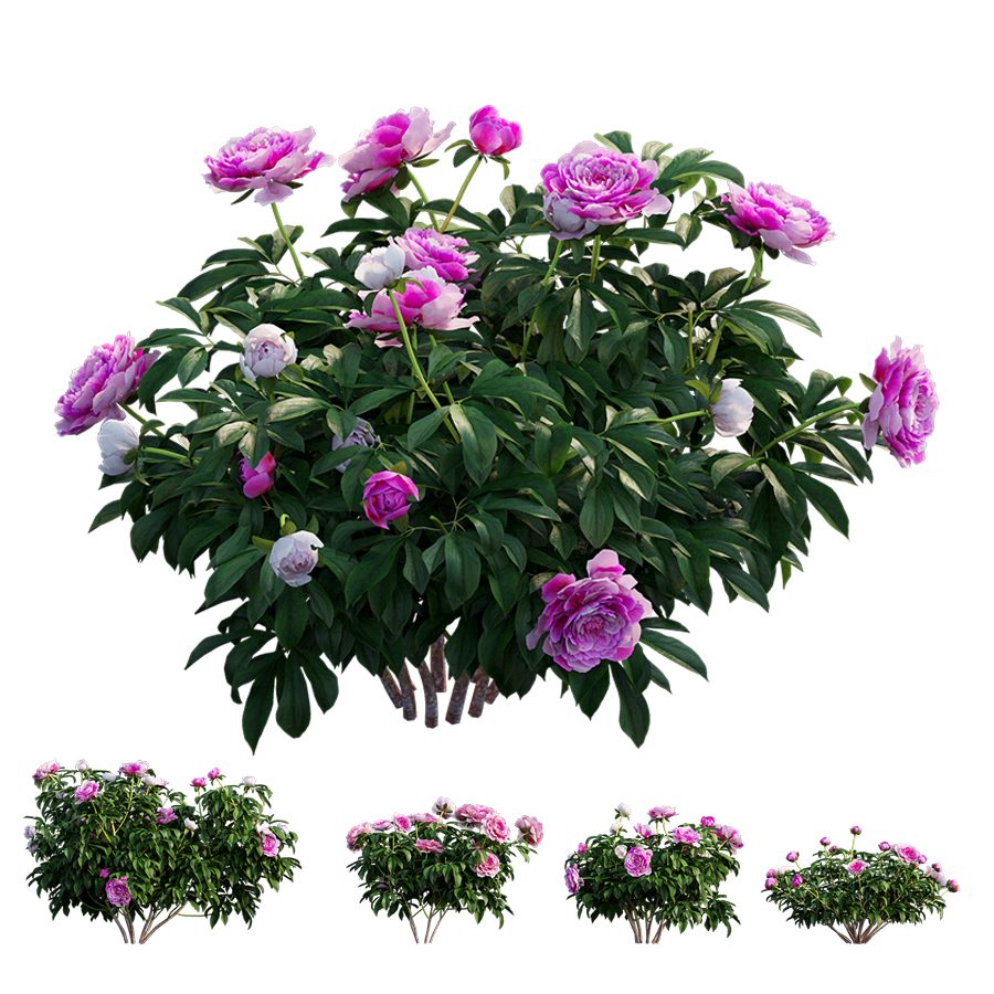 Peony Plant 04 3D Model for FStorm, VRay, Corona, VRay | CGMood