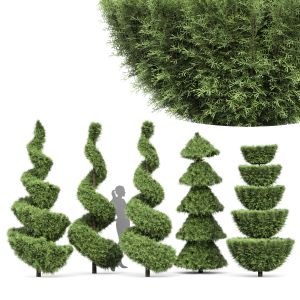 Beloved Italian Cypress Trees Ideas