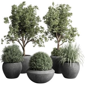 Collection Indoor Outdoor Plant 120 Plant Tree Gra