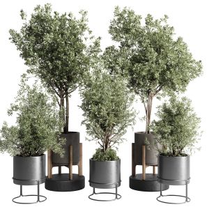 Collection Indoor Outdoor Plant 269 Plant Tree Vas