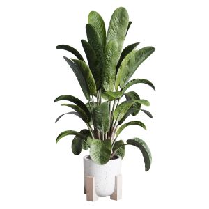 Ficus Plant By Pottery Vase And Indoor Plant 274