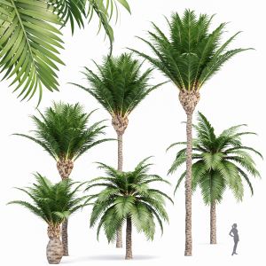 Canary Island Date Palm Phoenix Canariensis