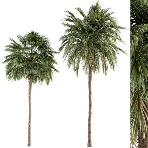 Two Type Palm Tree - Tree Set 53