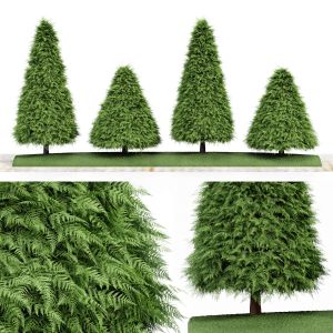 Cone Shaped Green Coniferous - Buxus Trees