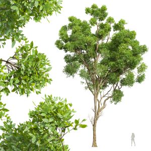 Cinnamomum Camphora Tree