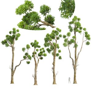 Cinnamomum Camphora Decorative Tree