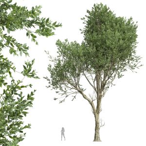 Fagus Grandifolia Tree