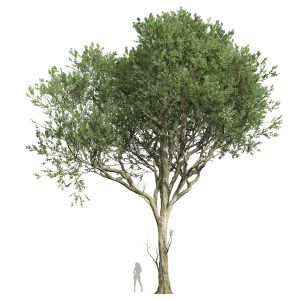 Fagus Grandifolia02 Tree