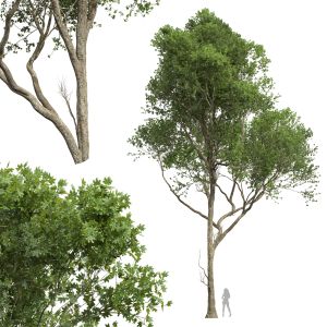 Acer Pseudoplatanus02 Tree