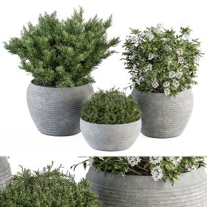 Outdoor Plant Set 301 - Plants In Gray Pot