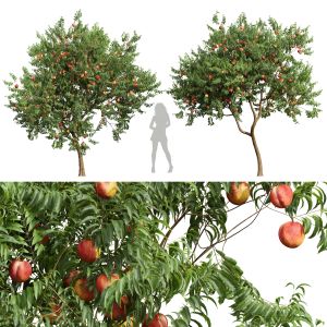 Amygdalus Persica Peach Tree
