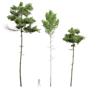 Pinus Echinata And Populus Populus