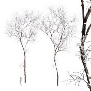 Real Tree Ulmus Changii Winter