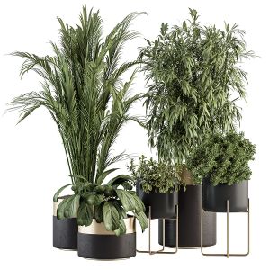 Indoor Plant Set 298 - Plant Set In Black And Gold