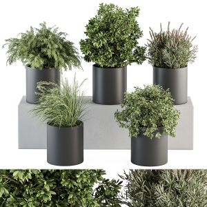 Indoor Plant Set 305 - Small Plant Pot