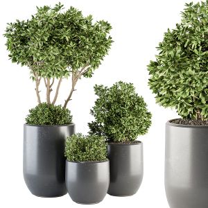 Indoor Plant Set 295 - Tree And Bush Set In Pot