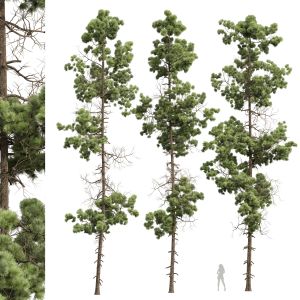 Pinus Palustris02 Tree