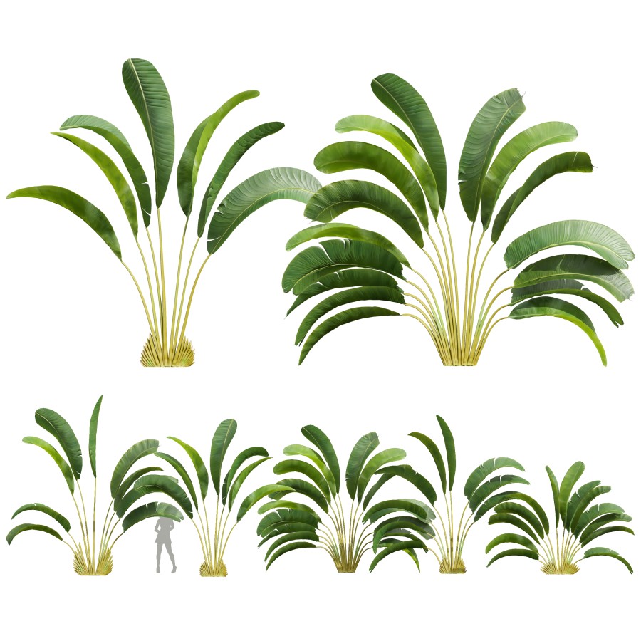 Strelitzia Nicolai Small Tree 3D Model for VRay, Corona | CGMood