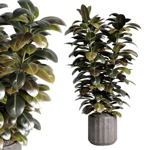Ficus Rubbery Plant In Old Concrete Dirt Vase