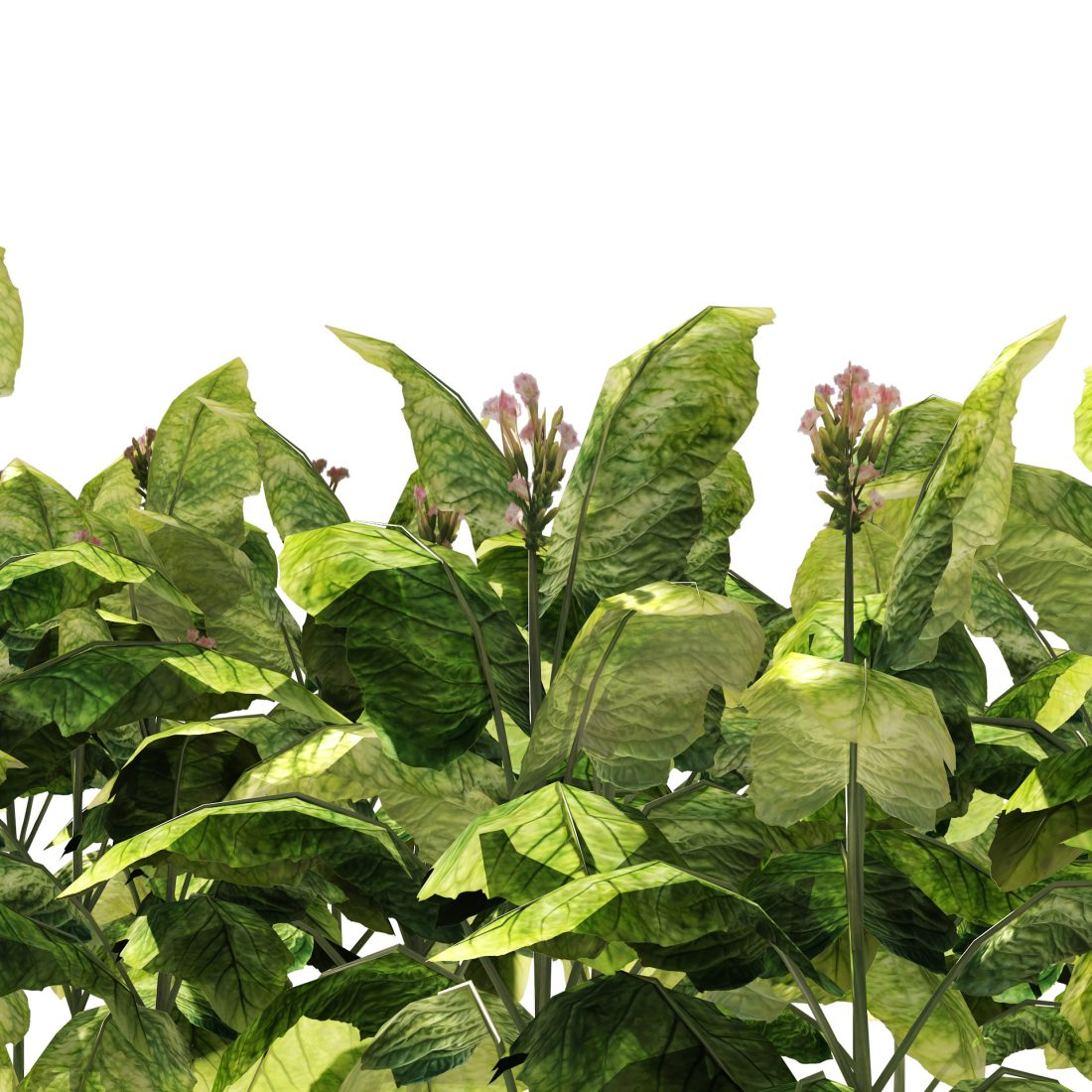 Tobacco Plants Field 3D Model for VRay, Corona