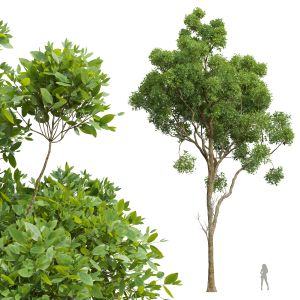 Cinnamomum Camphora02 Tree