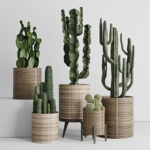 A Setof Plants And Cactus In Handmade Wooden Baske