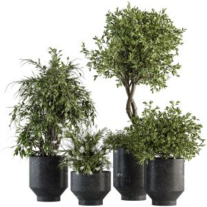 Indoor Plant Set 308 - Tree And Plant Set In Black