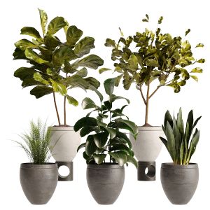 Vase Pack 16 Plants