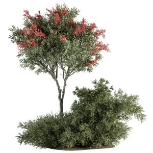 Crape Myrtle Tree And Bush - Garden Set 313