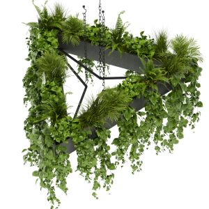 Collection Plant Vol 381 - Pothos - Hanging