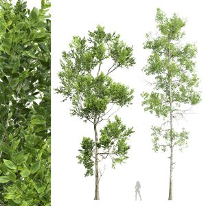 Fagus Grandifolia And Populus Tremuloides Tree
