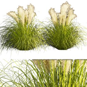 Collection Plant Vol 385 - Grass - Outdoor