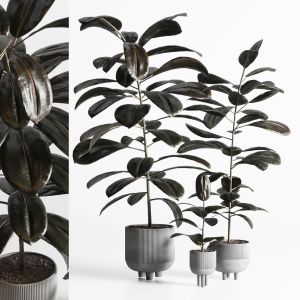 Ficus Rubbery Plant In Concrete Dirt Vase  Indoor