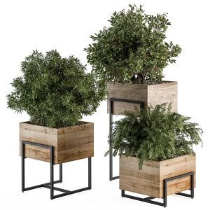 Indoor Plant Set 315 - Plant Set In Wood Box