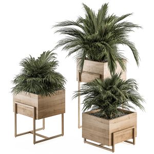 Indoor Plant Set 318 - Plant Set In Wood Box