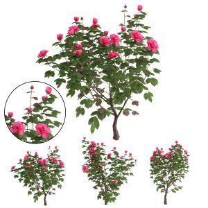 Rose Plant - 01