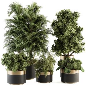 Indoor Plant 331 - Tree And Plant Set