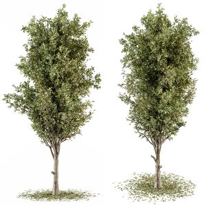 Tree Green Broadleaf - Set 60
