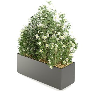 Collection Plant Vol 207 - Blender Model