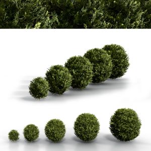 Boxwood Spherical Collection | Pbr | Midpoly