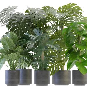 Collection Plant Vol 264 - Blender Model
