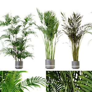 Collection Plant Vol 307 - Blender Model