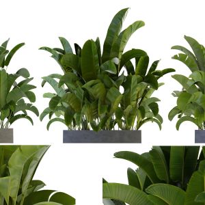 Collection Plant Vol 322 - Blender Model