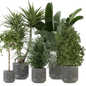 Collection Plant Vol 330 - Blender Model
