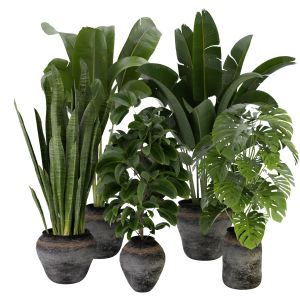 Collection Plant Vol 345 - Blender Model