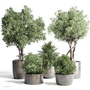 Outdoor Plant 170 Pot Old Olive Tree Palm Concrete