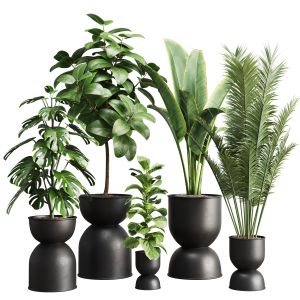 Indoor Plants Set-011