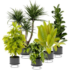 Collection Plant Vol 389 - Blender Model