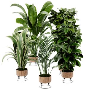 Collection Plant Vol 413 - Blender Model