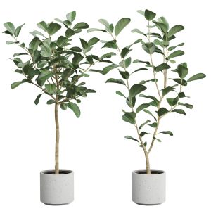 Ficus Audrey Benghalensis